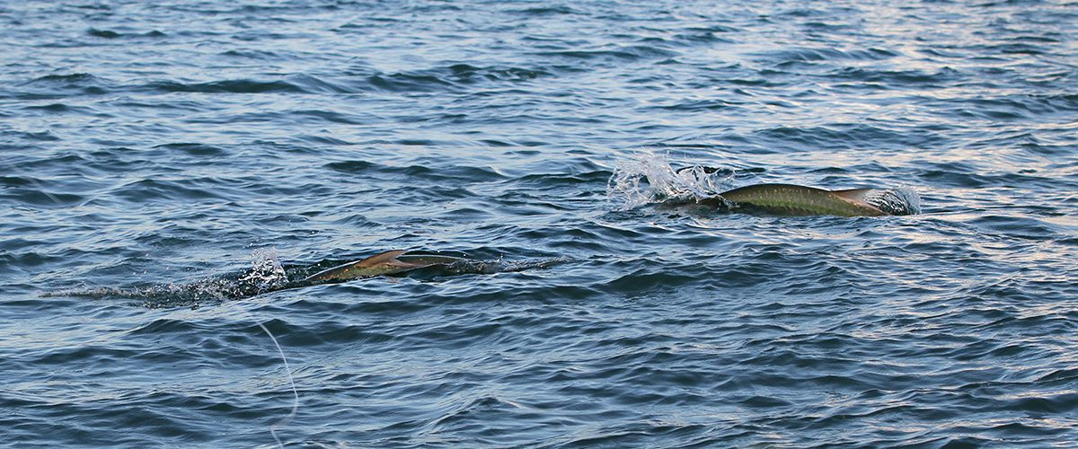 Charlotte Harbor fly fishing guide skiff in shallow water