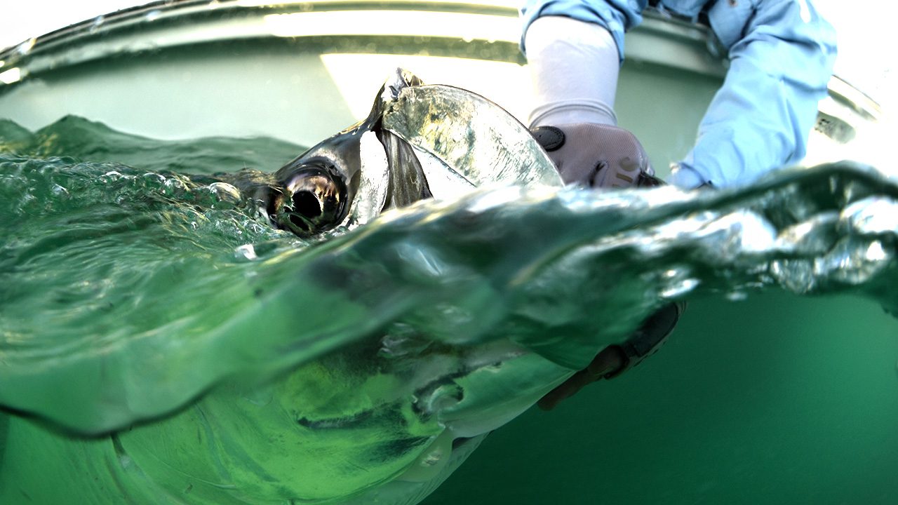 Boca Grande fly fishing guide Captain Steve Hall with tarpon