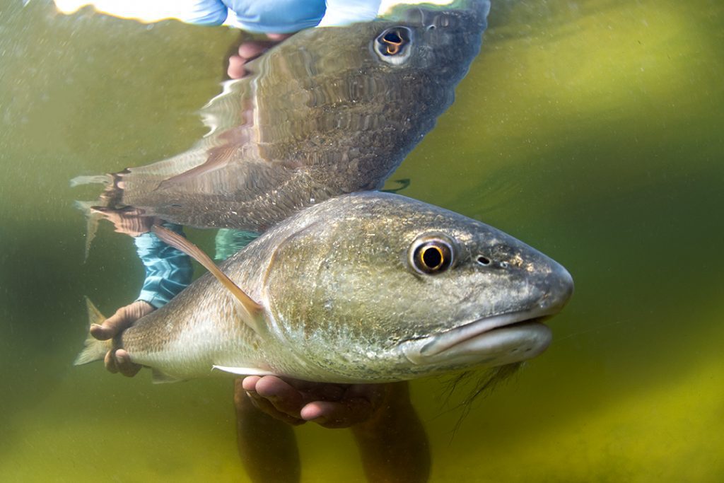 fly fishing redfish charlotte harbor