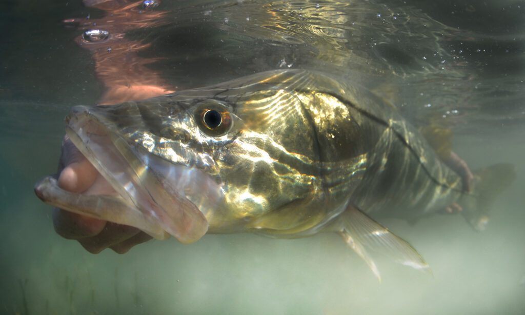 Snook on the flats during a Boca Grande backcountry fly fishing trip