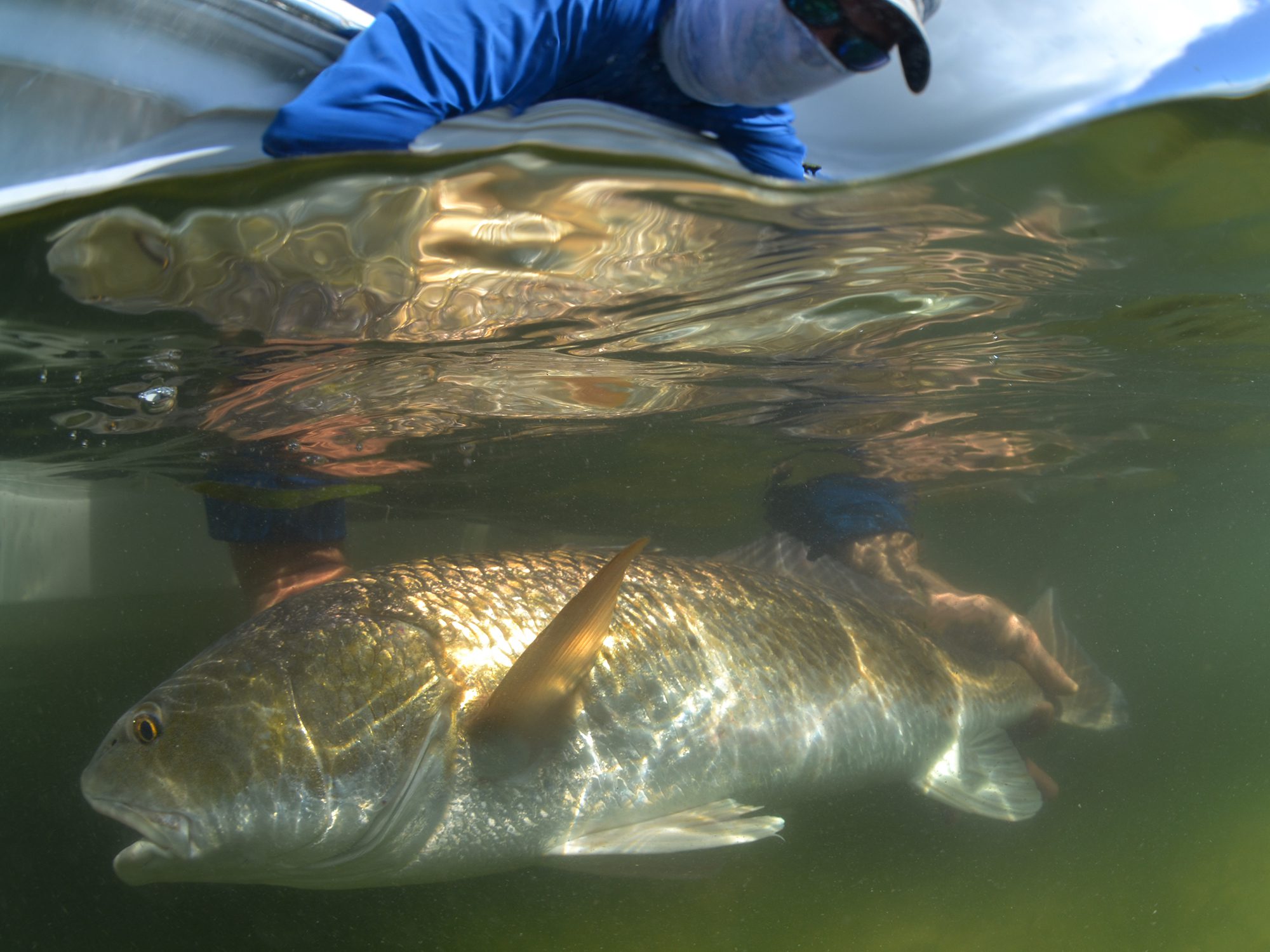 Charlotte harbor redfish fly fishing steve hall