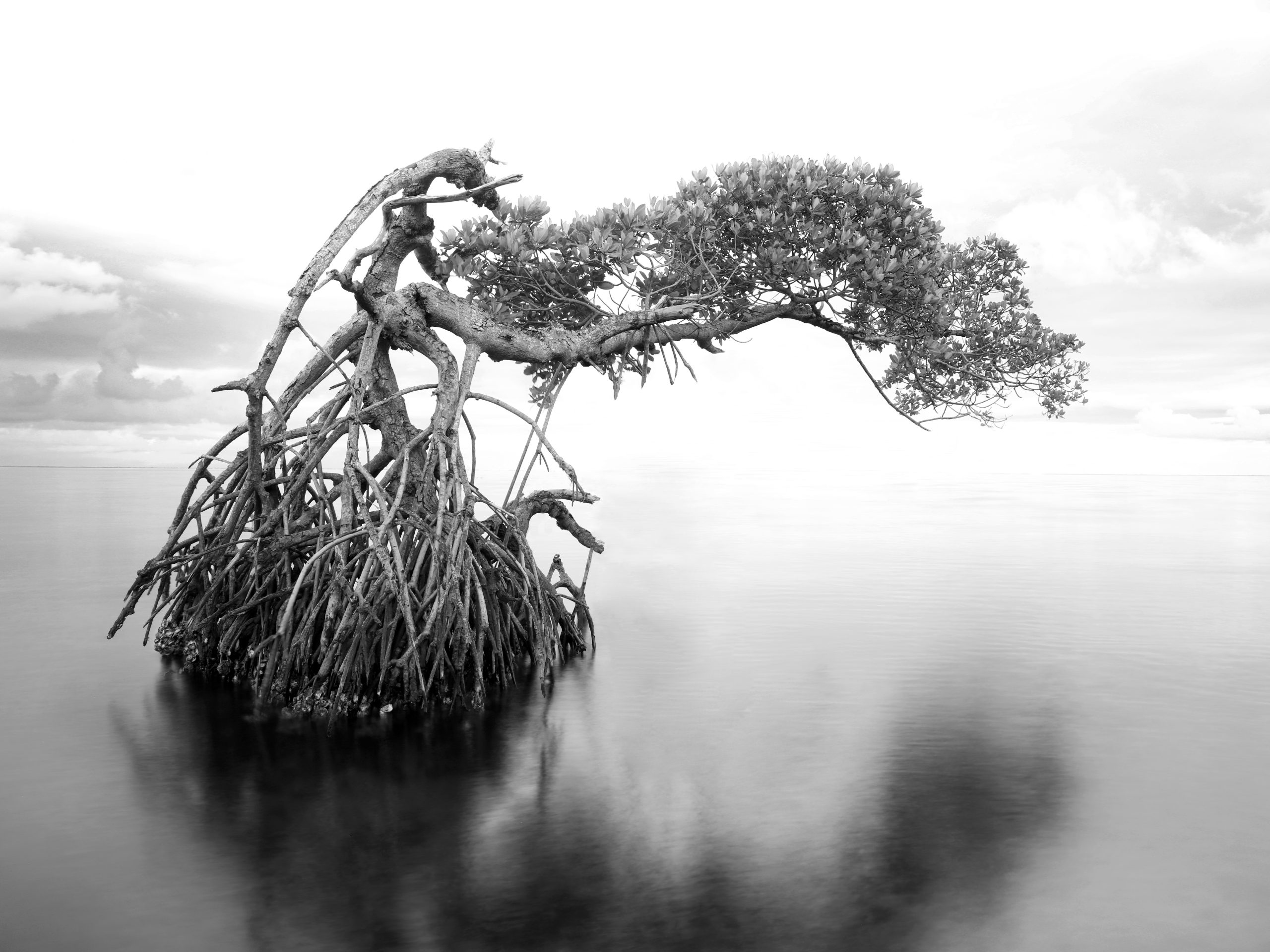 Charlotte Harbor mangrove tree
