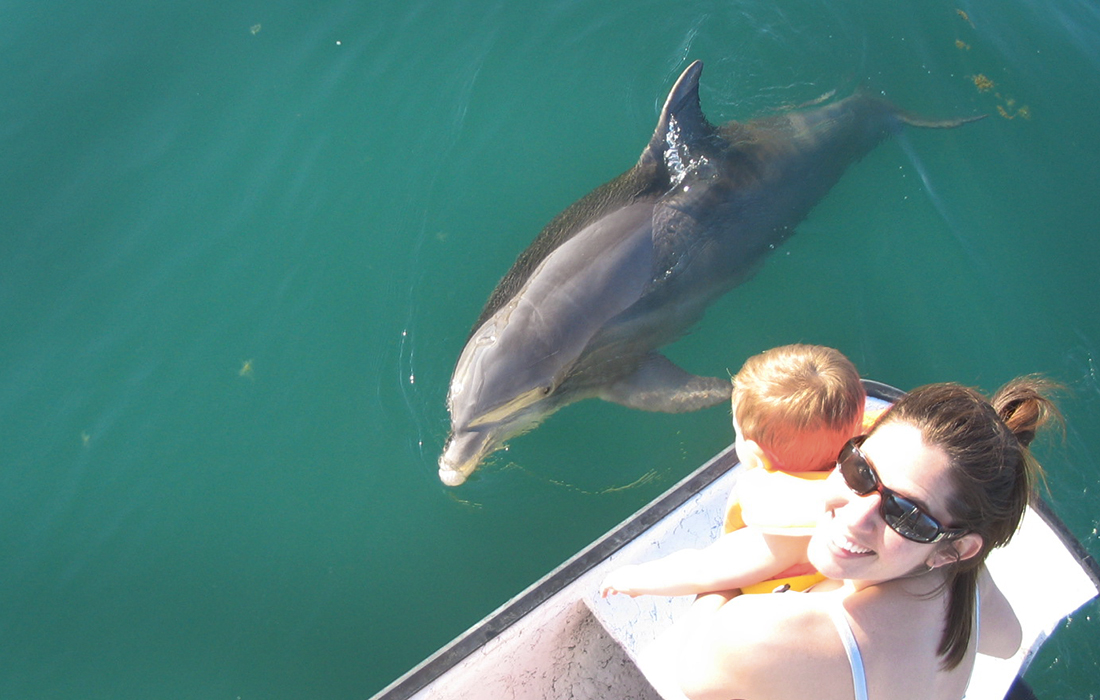 charlotte harbor dolphin 