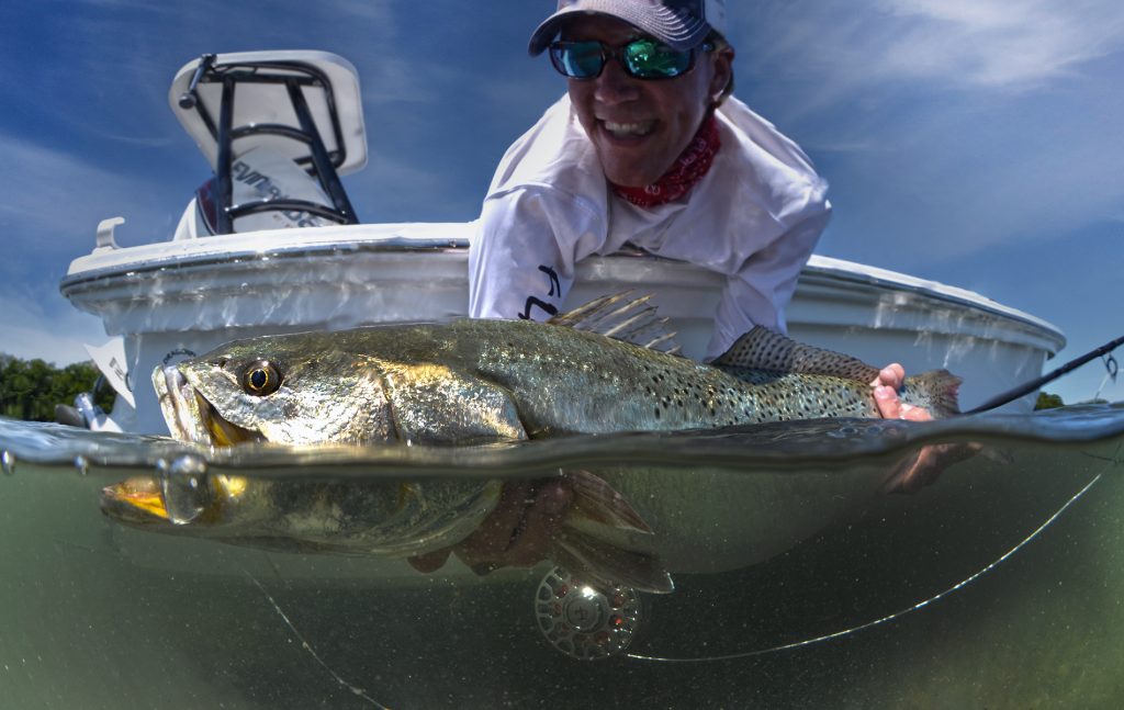 Spotted seatrout caught while fly fishing near Boca Grande Florida
